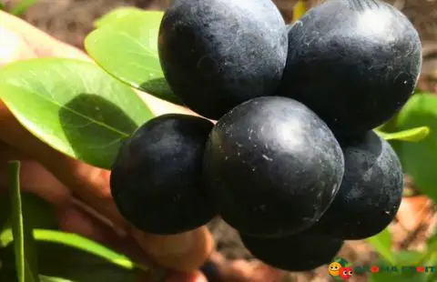 Fruits that Start with I