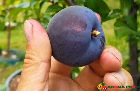 Fruits that Start with P